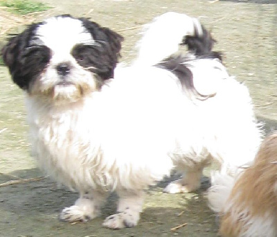 Tchikita Colombelle du Domaine des Beautés Divines