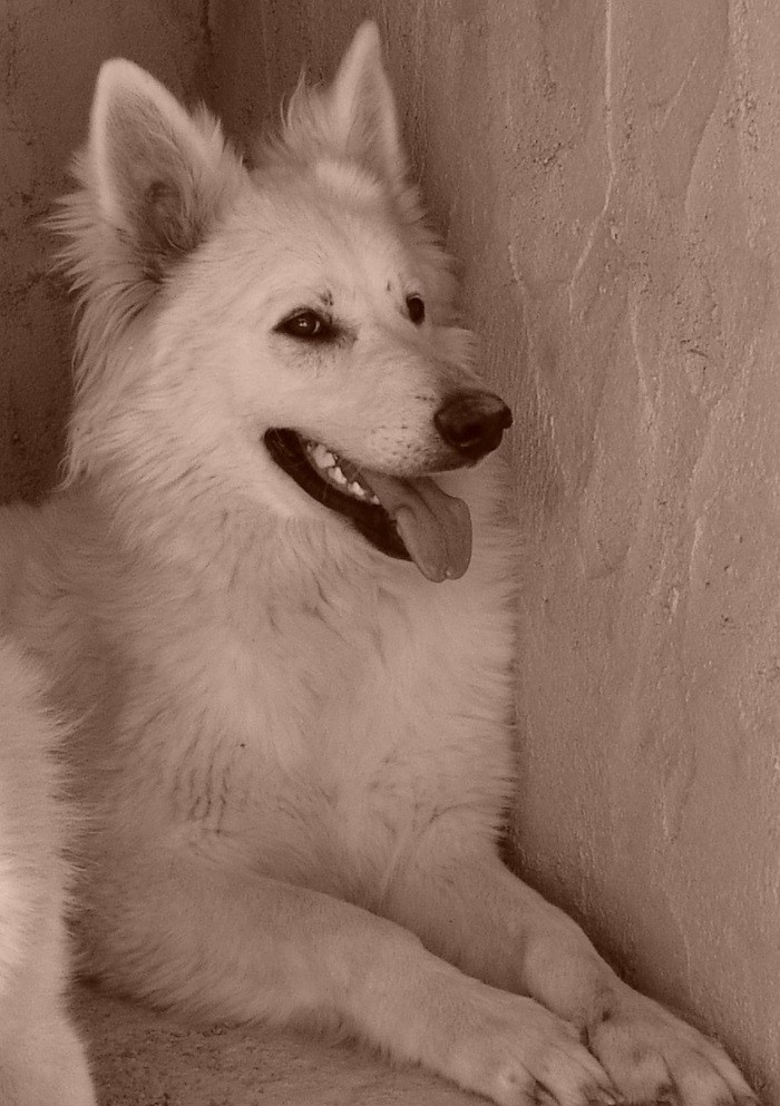 Ida Des Loups Anges De Kaina