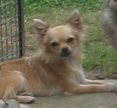 Vivaldi Du Domaine Des Beautés Divines