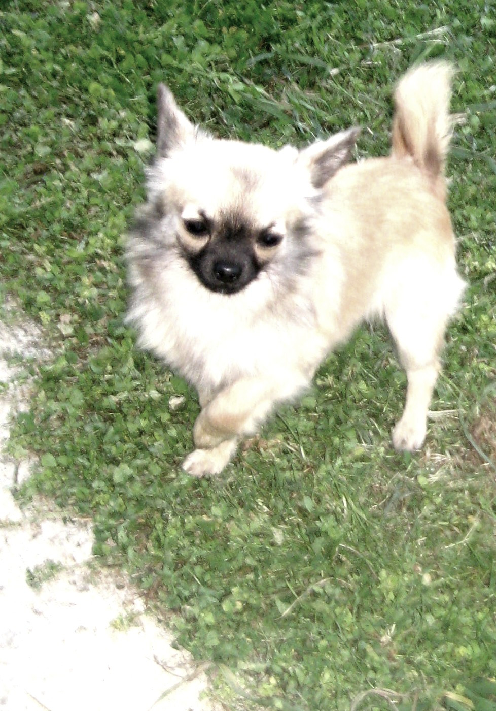 Violon Du Domaine Des Beautés Divines