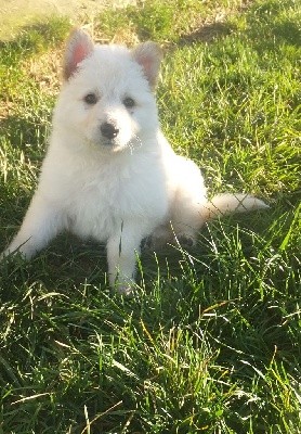 CHIOT
