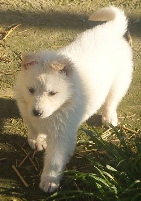 CHIOT