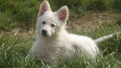 CHIOT